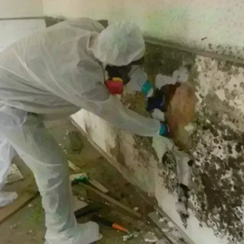 Mold Remediation and Removal in Flemington, PA